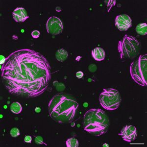 Colorful photo of synthetic cells shown as green orbs.