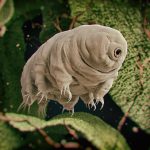 An image of a water bear, surrounded by greenery.