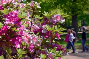 Students walk by pink spring flowers on campus.